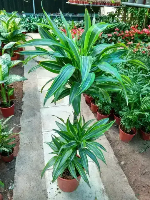 Dracaena 'Lemon Lime'